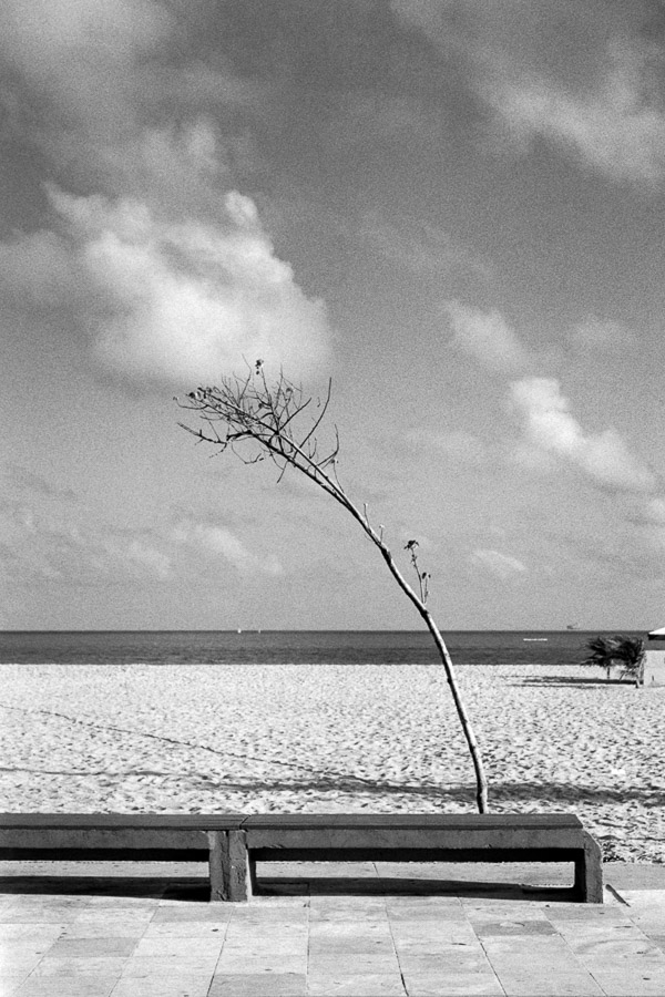 Arbre balayé par le vent dans la région Nordeste du Brésil - Christophe MOEC