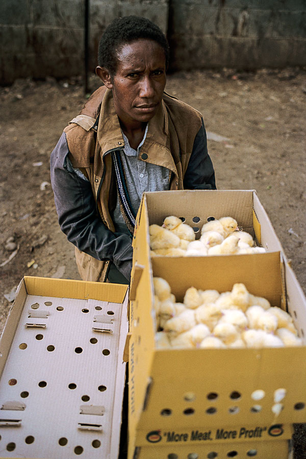 Marchande de poussins dans la région des Hautes-Terres, en Papouasie-Nouvelle-Guinée - Christophe MOEC